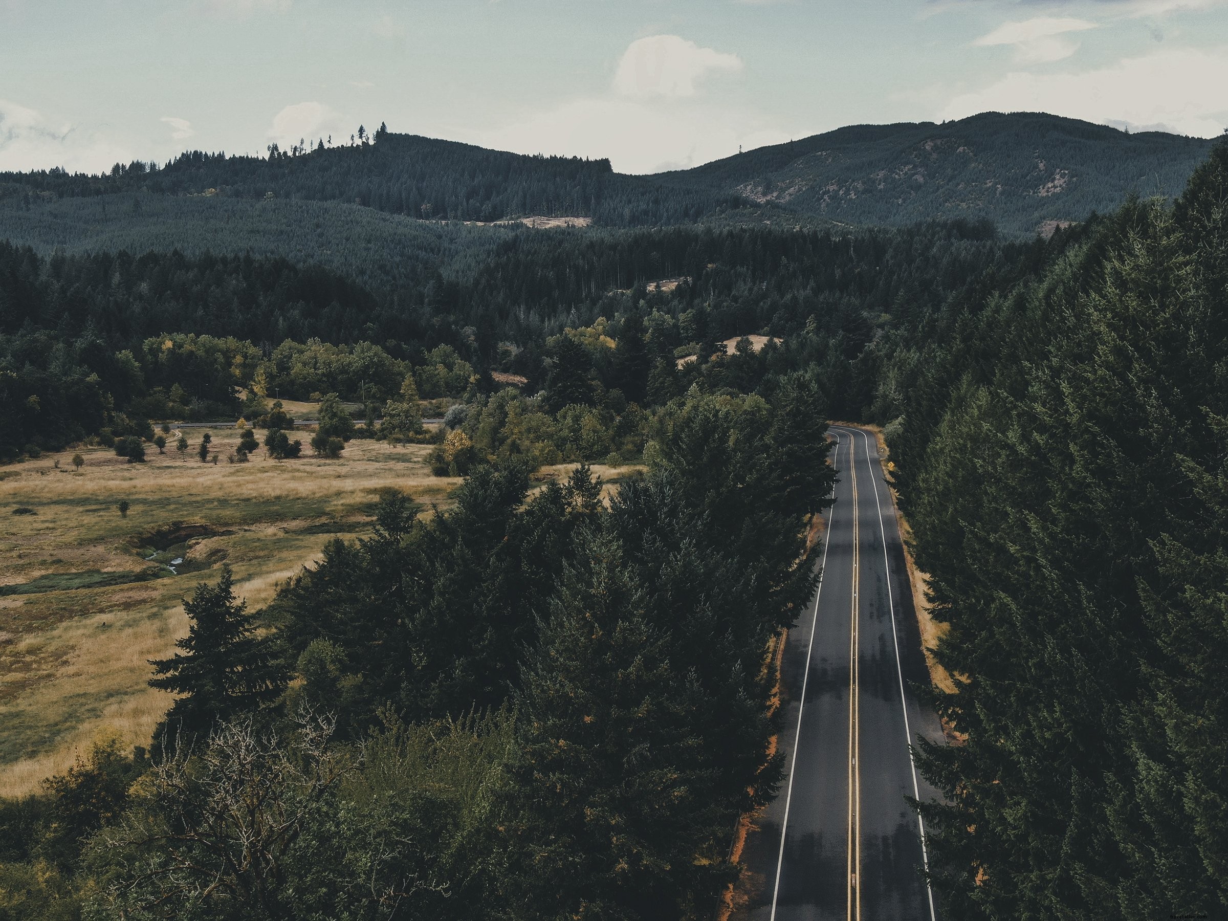 Stunning Photo of a Paved Road Flanked by Tall Green Trees