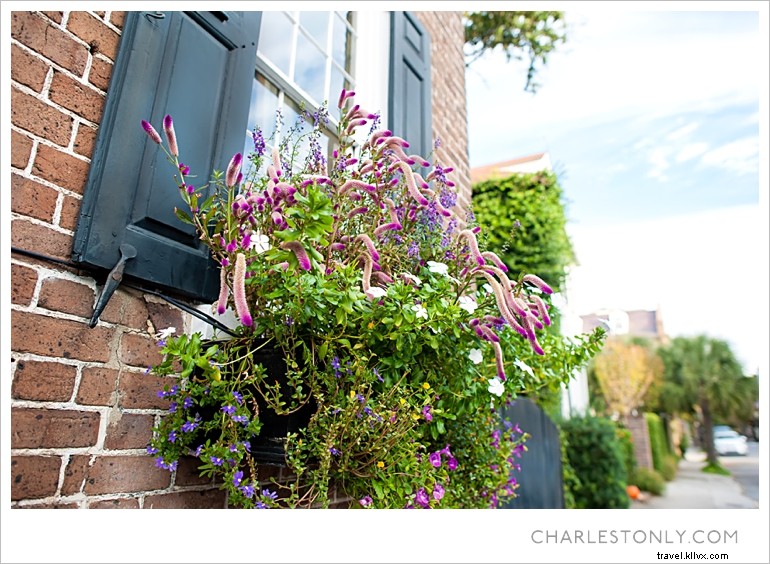 Spring Blossoms in Charleston: A Scenic Sunday Stroll