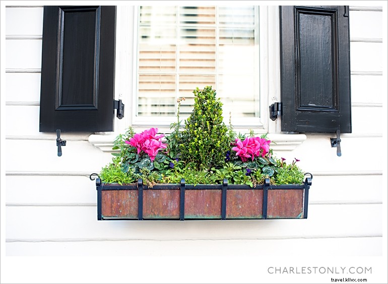 Spring Blossoms in Charleston: A Scenic Sunday Stroll