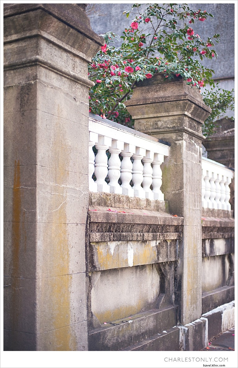 Spring Blossoms in Charleston: A Scenic Sunday Stroll