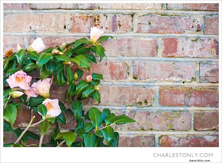 Spring Blossoms in Charleston: A Scenic Sunday Stroll