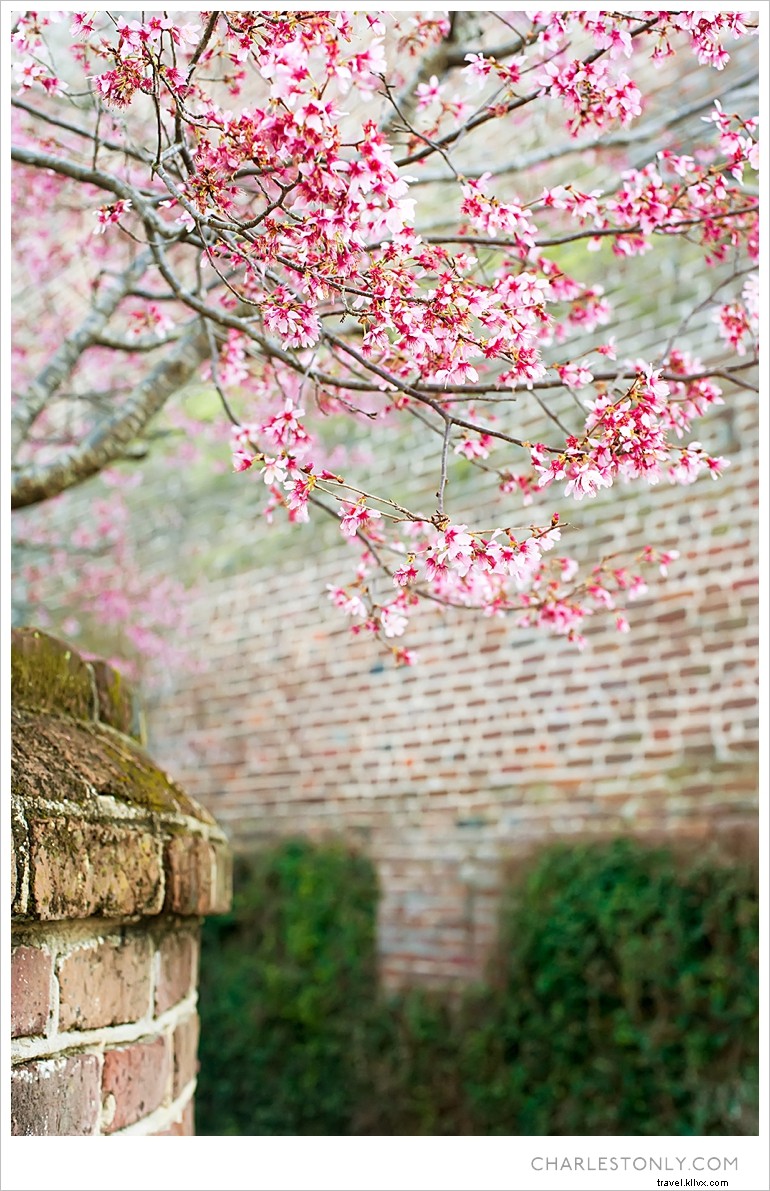 Spring Blossoms in Charleston: A Scenic Sunday Stroll