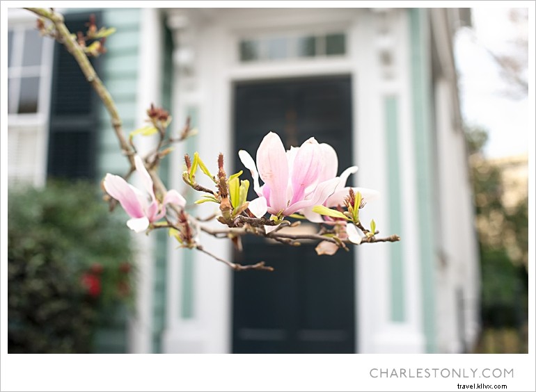 Spring Blossoms in Charleston: A Scenic Sunday Stroll