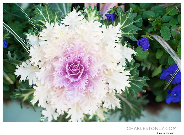 Spring Blossoms in Charleston: A Scenic Sunday Stroll