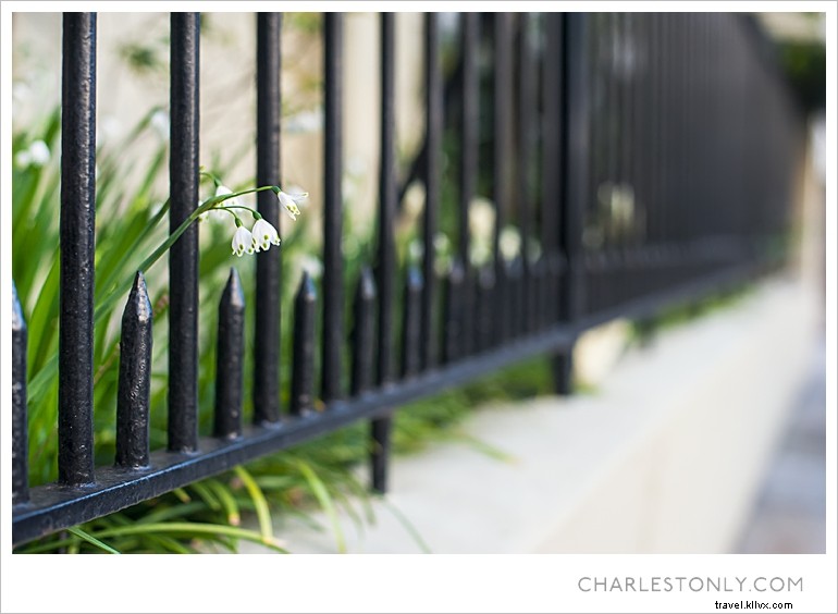 Spring Blossoms in Charleston: A Scenic Sunday Stroll