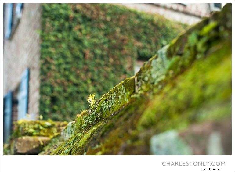 Spring Blossoms in Charleston: A Scenic Sunday Stroll