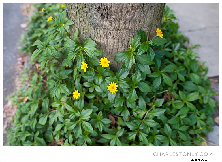 Spring Blossoms in Charleston: A Scenic Sunday Stroll