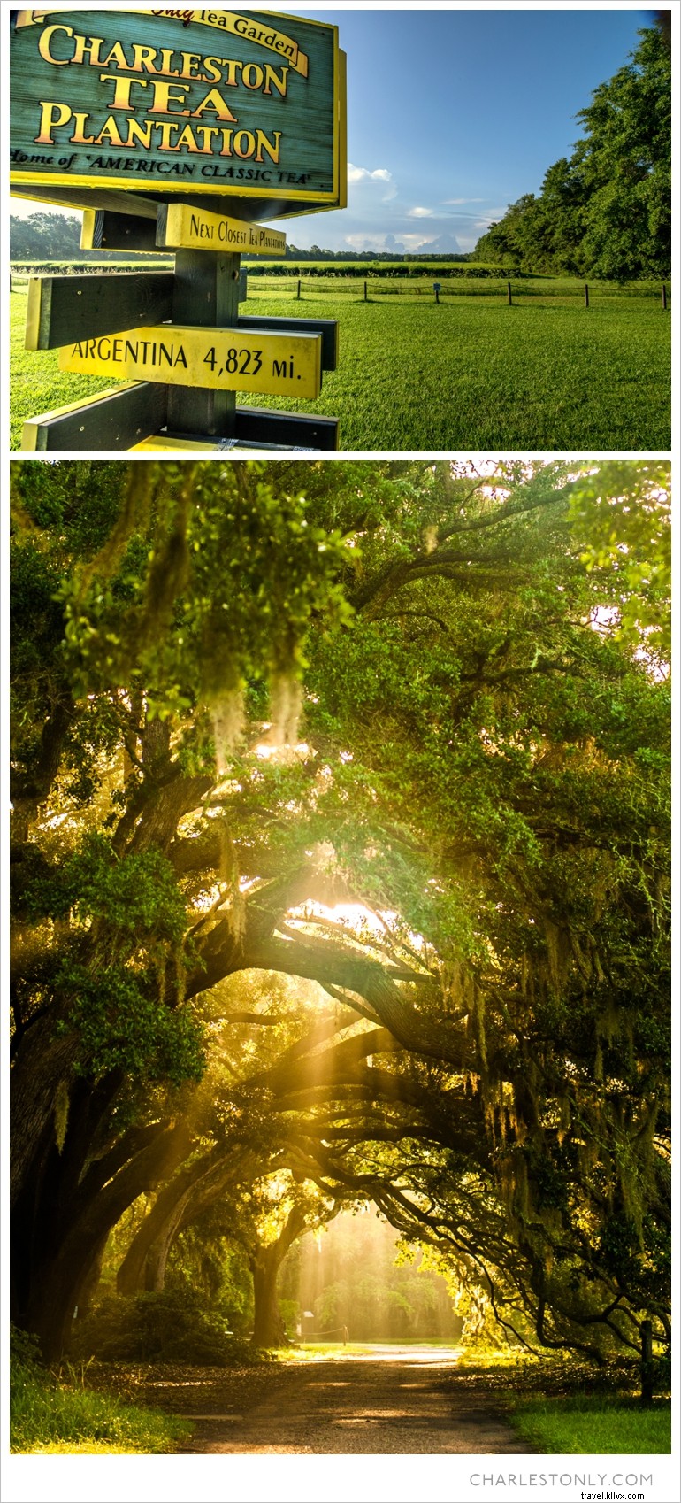 Experience Charleston’s First Flush Fes’tea’val: Live Music, Unlimited Tea, and Heritage