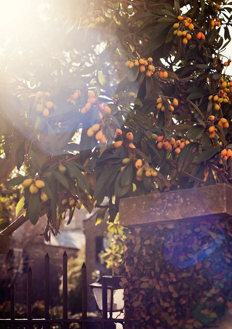 Charleston’s Enchanting Evenings: Sunset Views & Cultural Highlights