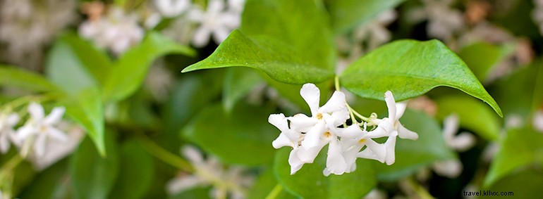 Charleston: A Timeless Garden City of the South