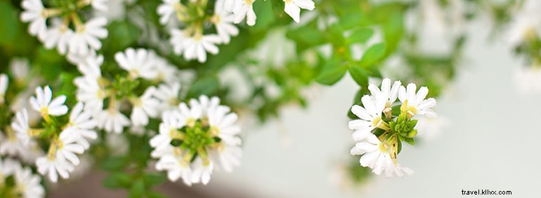 Charleston: A Timeless Garden City of the South