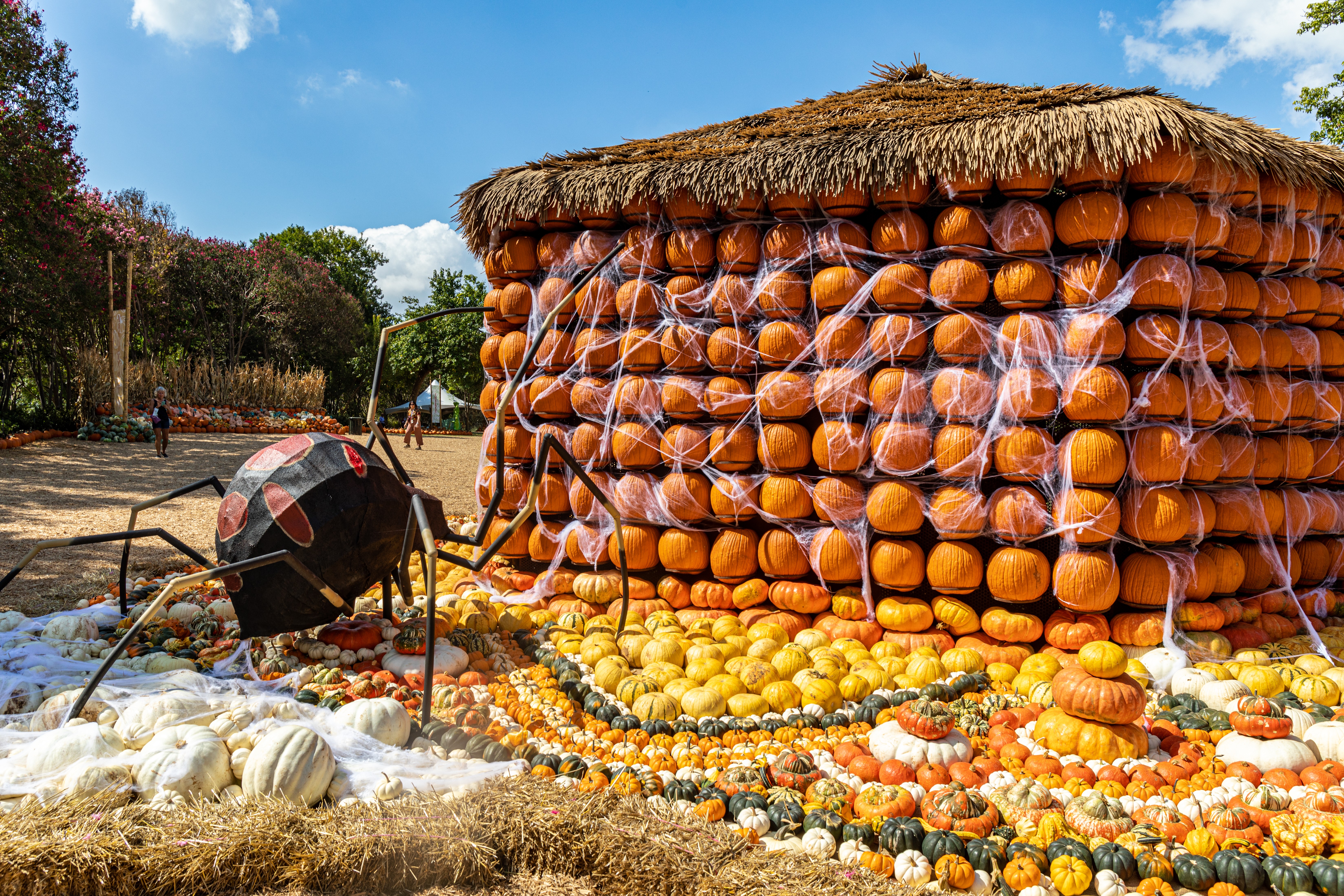 October in Dallas: The Ultimate Fall Guide