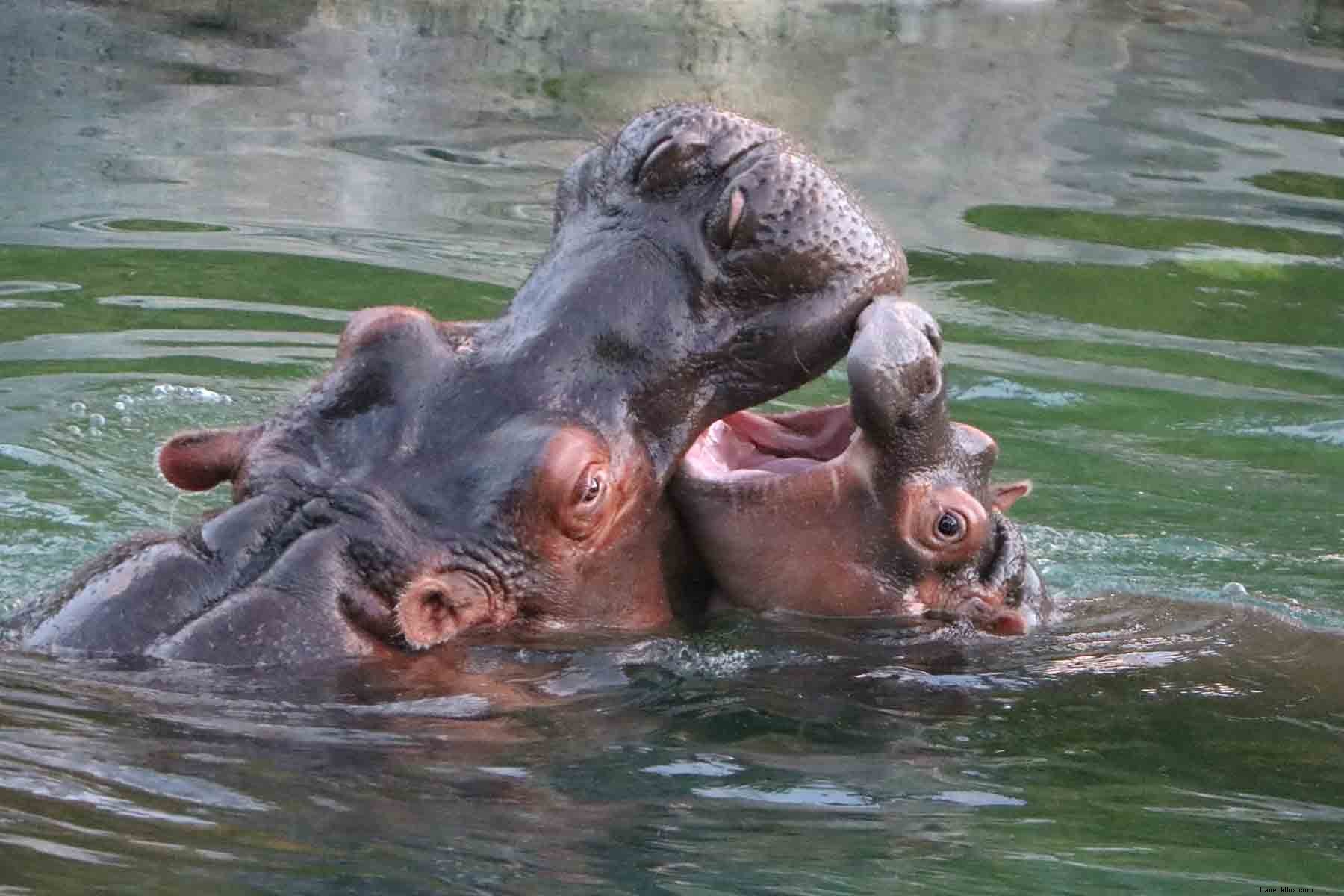 Discover Disney‑Inspired Attractions and Experiences in Dallas