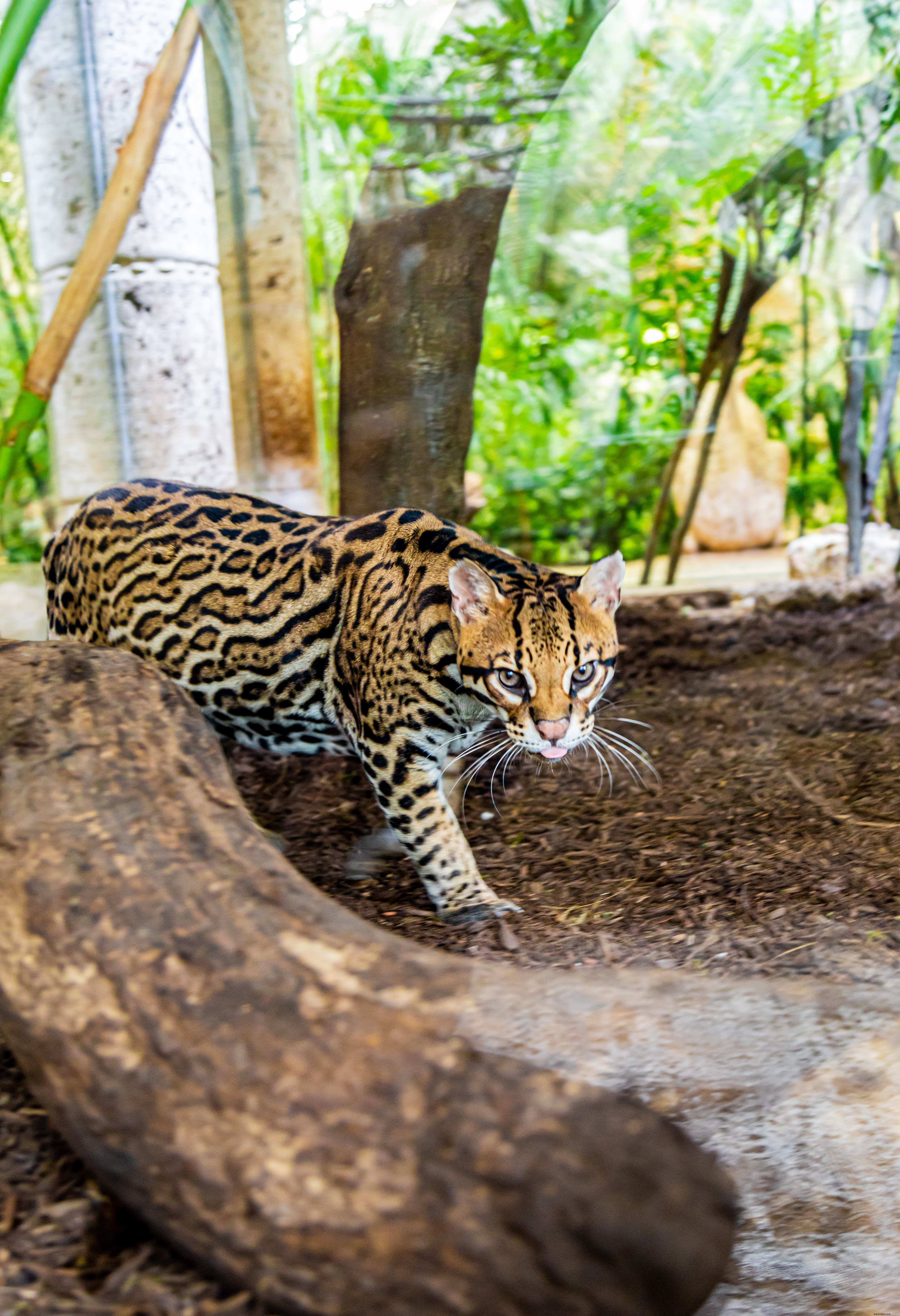 Dallas World Aquarium Photo Essay – Inside the Downtown Wildlife Hub