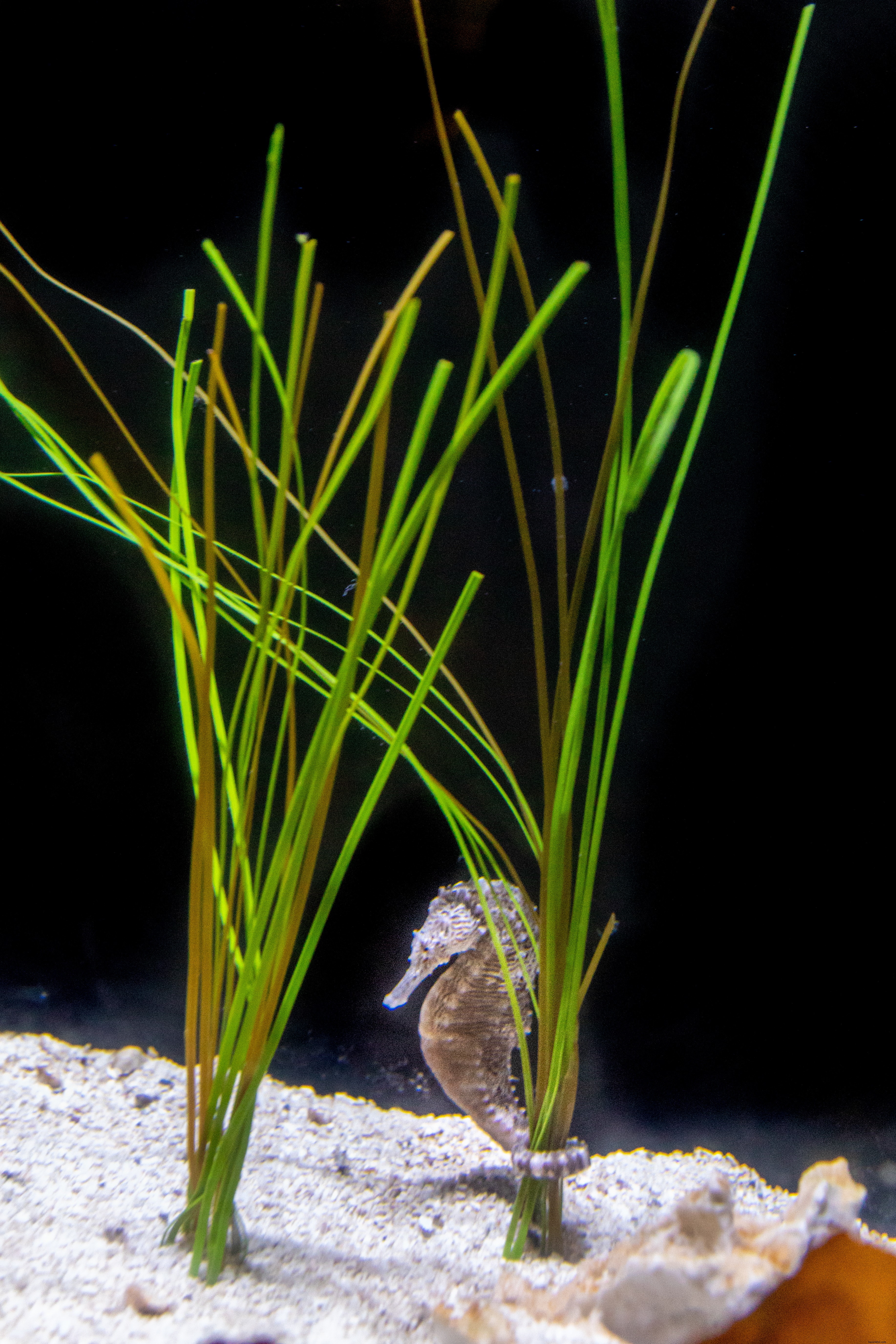 Dallas World Aquarium Photo Essay – Inside the Downtown Wildlife Hub