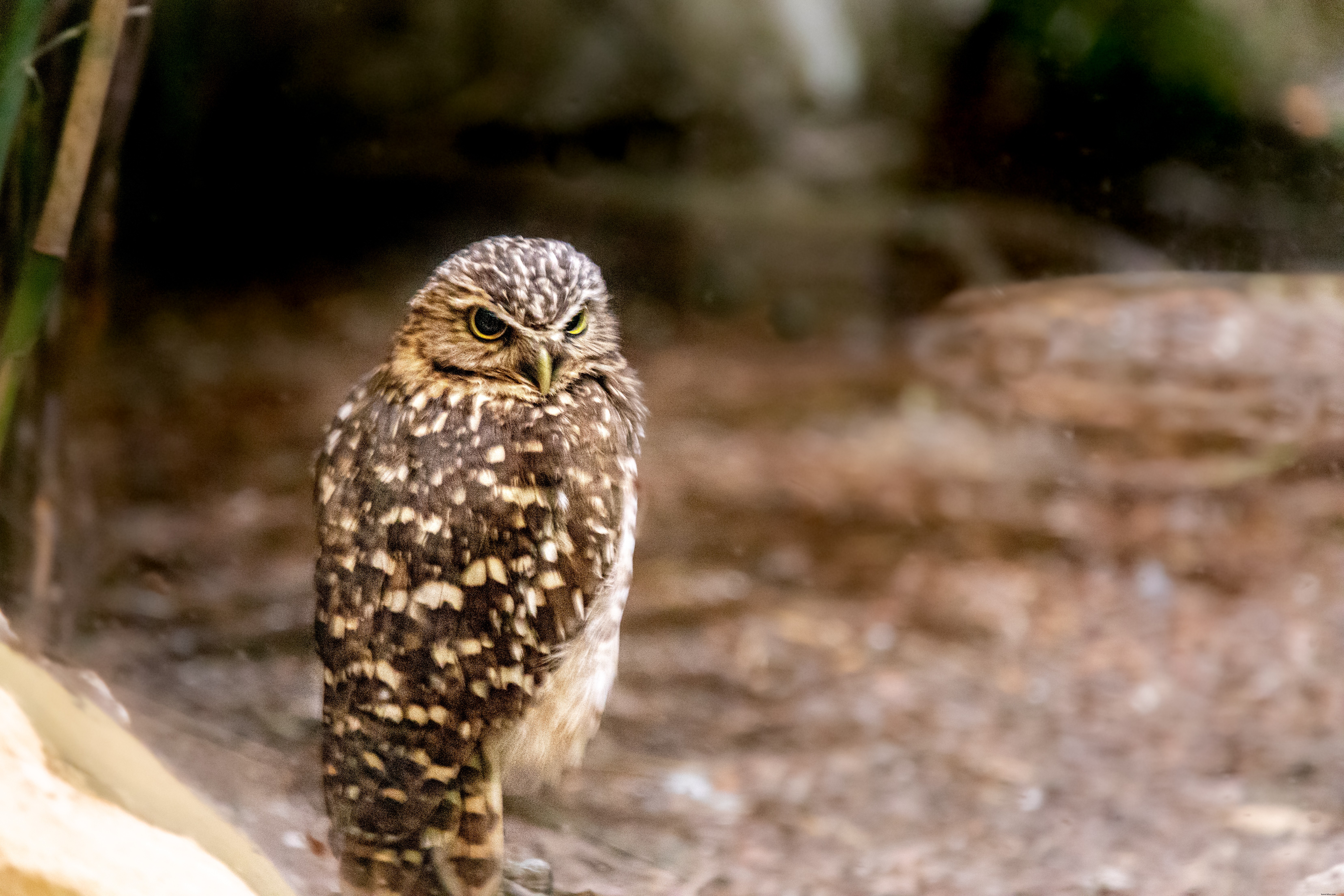 Dallas World Aquarium Photo Essay – Inside the Downtown Wildlife Hub