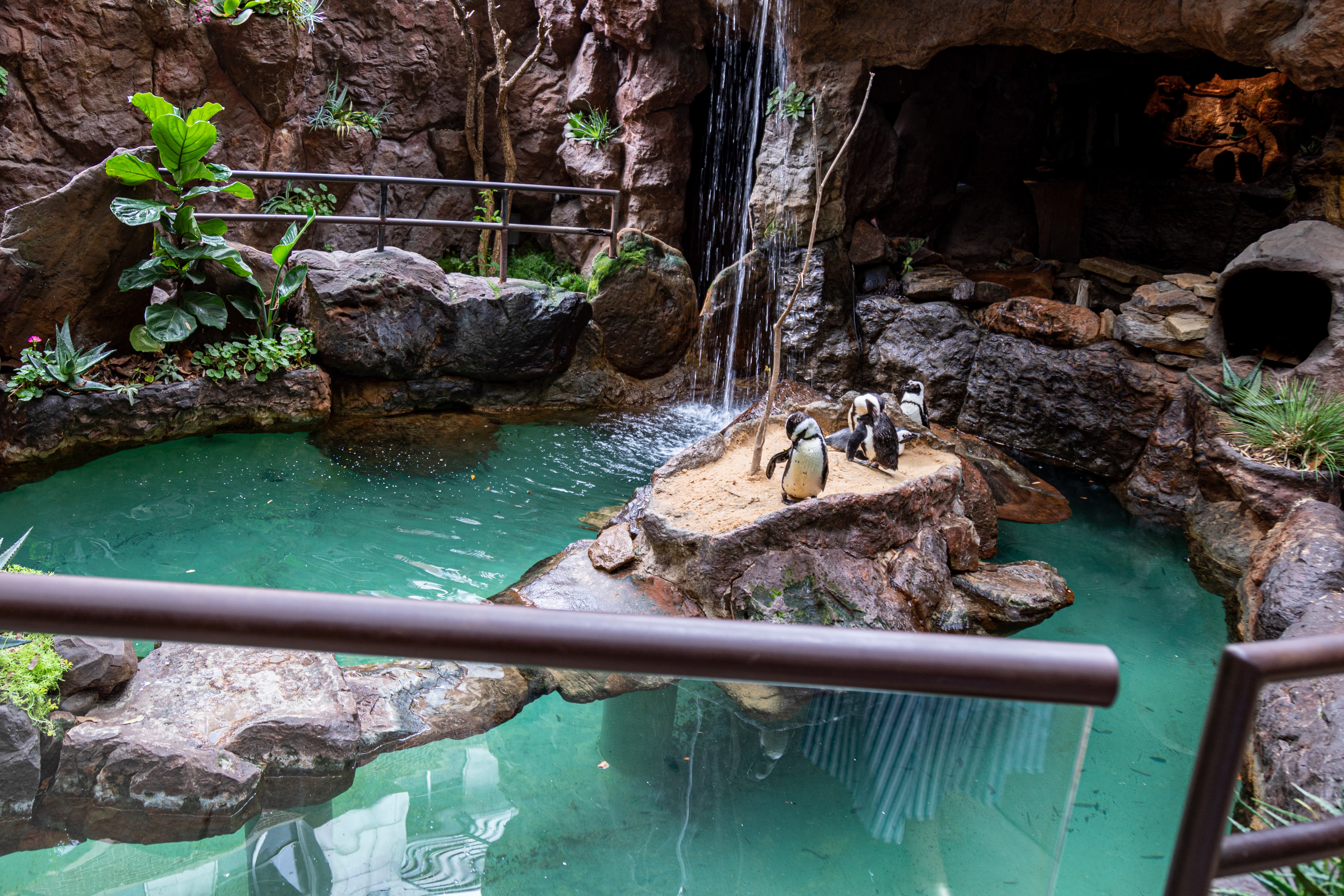 Dallas World Aquarium Photo Essay – Inside the Downtown Wildlife Hub