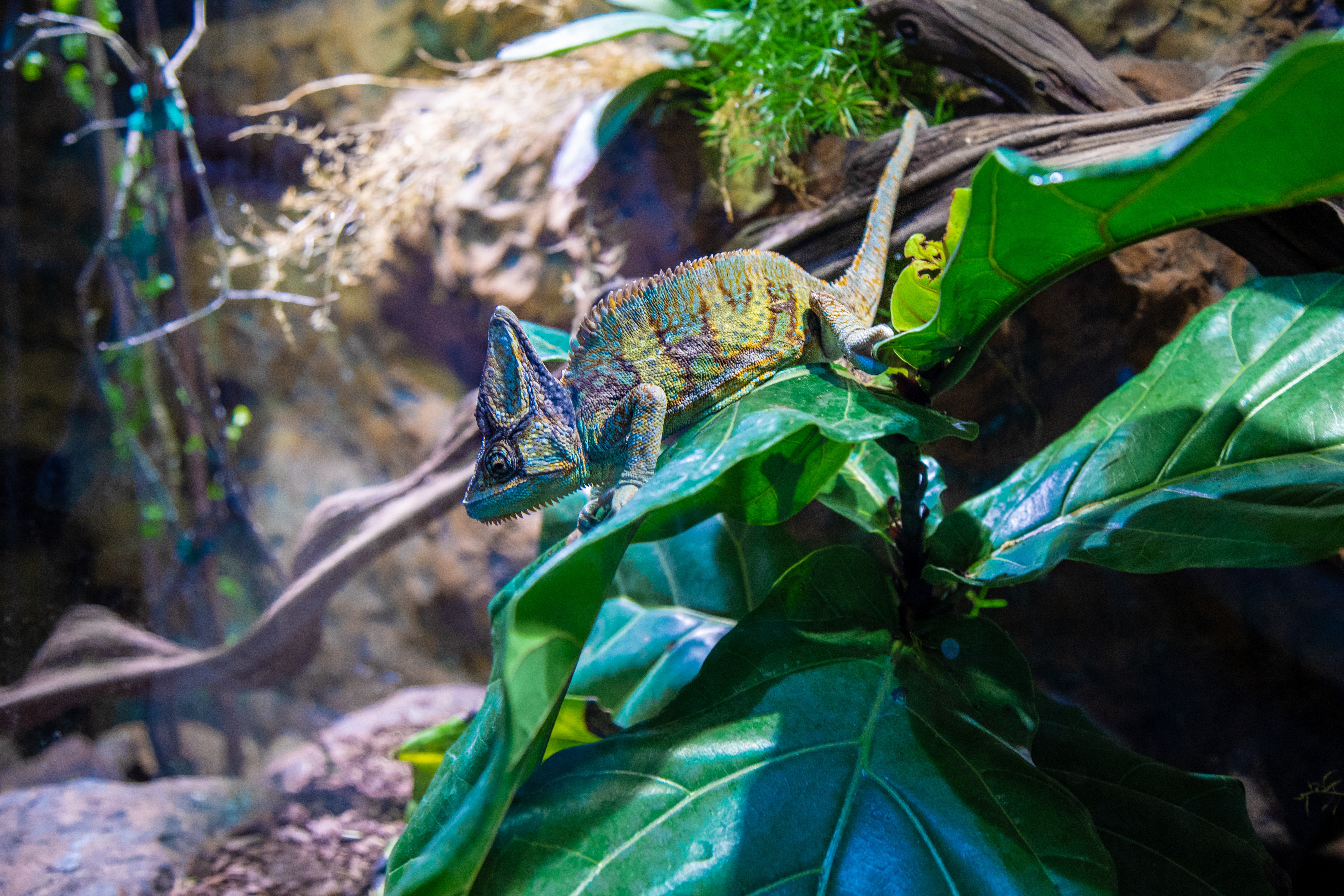 Dallas World Aquarium Photo Essay – Inside the Downtown Wildlife Hub
