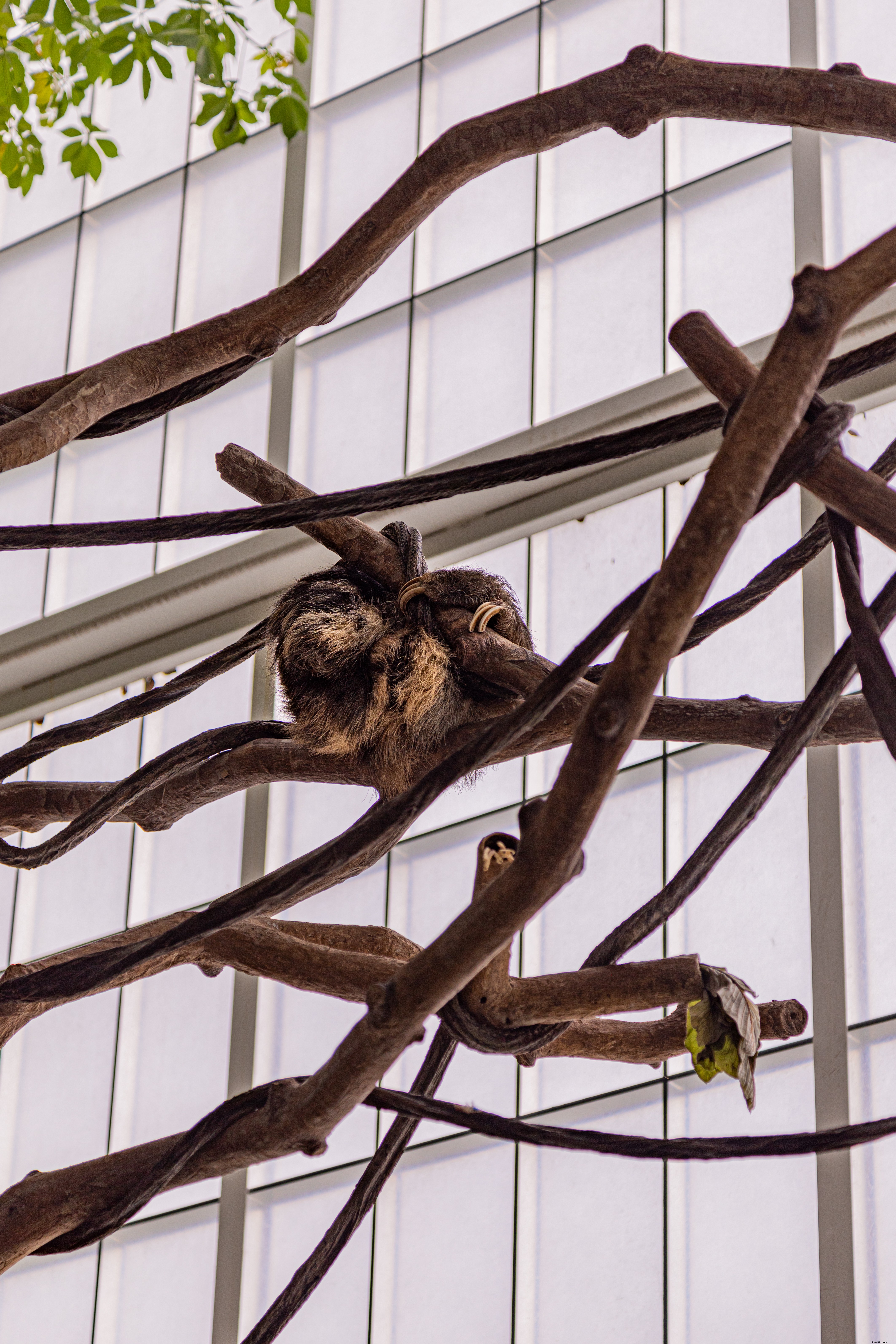 Dallas World Aquarium Photo Essay – Inside the Downtown Wildlife Hub