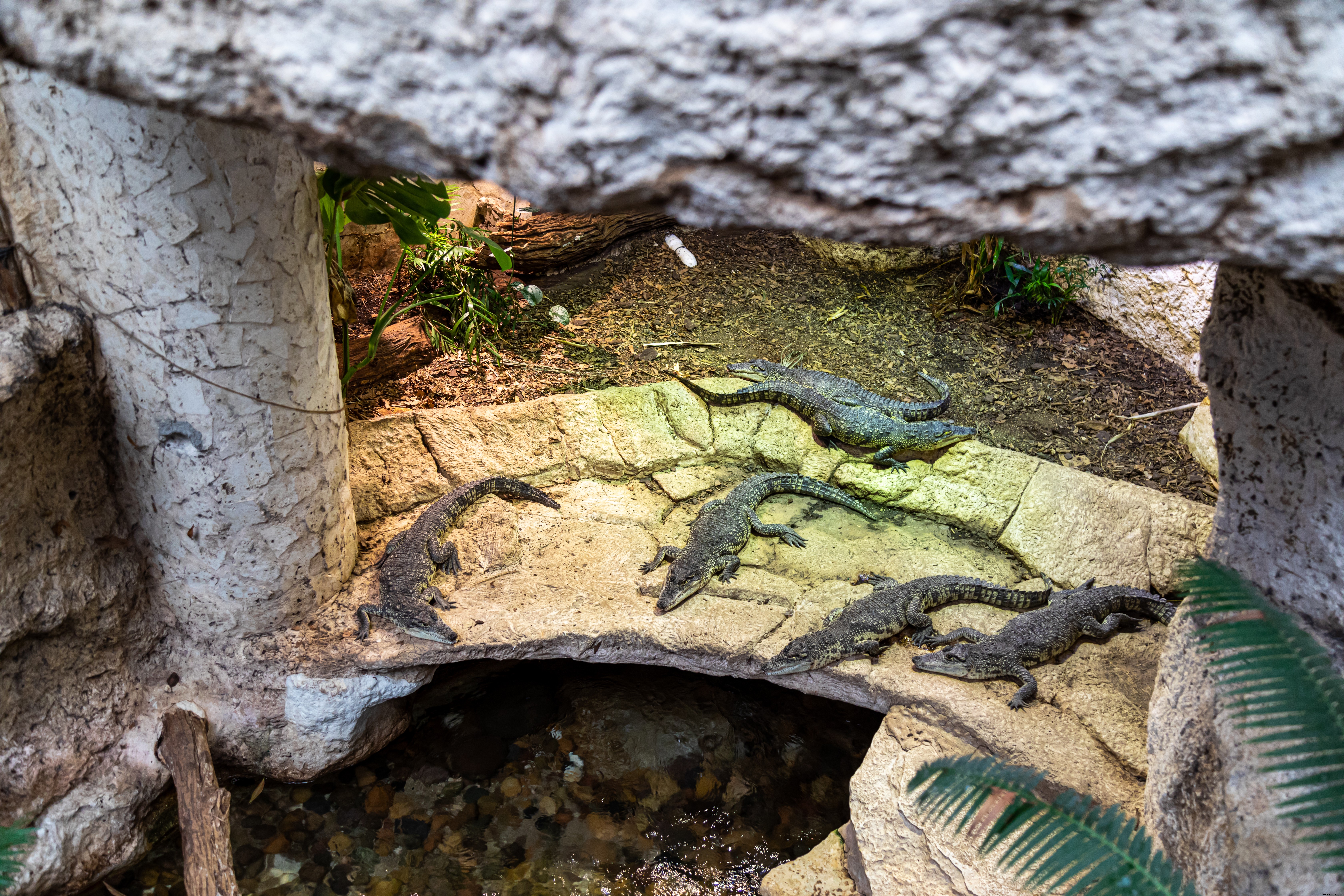 Dallas World Aquarium Photo Essay – Inside the Downtown Wildlife Hub