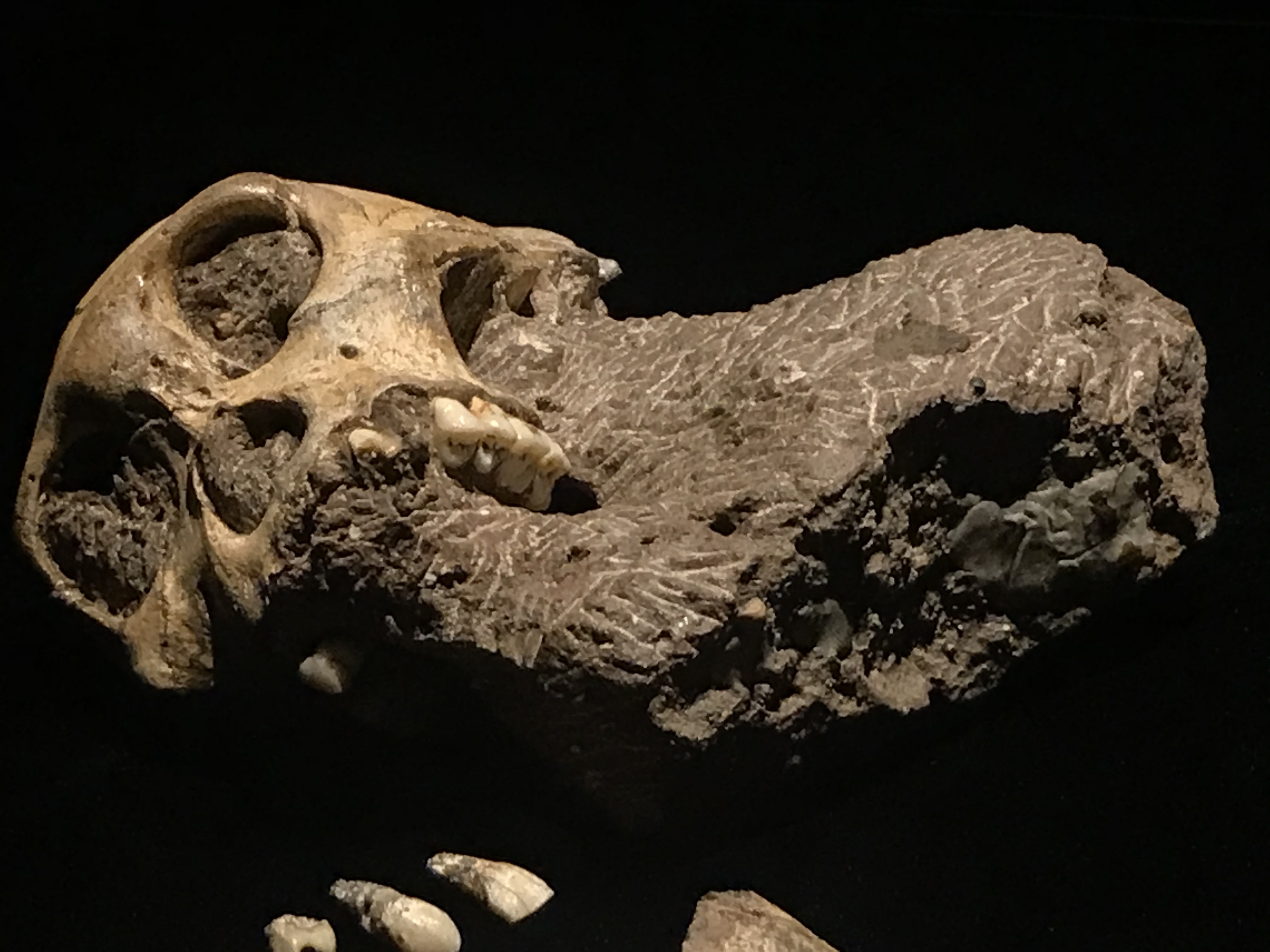 Discover Human Origins: Fossil Exhibit at Dallas Perot Museum