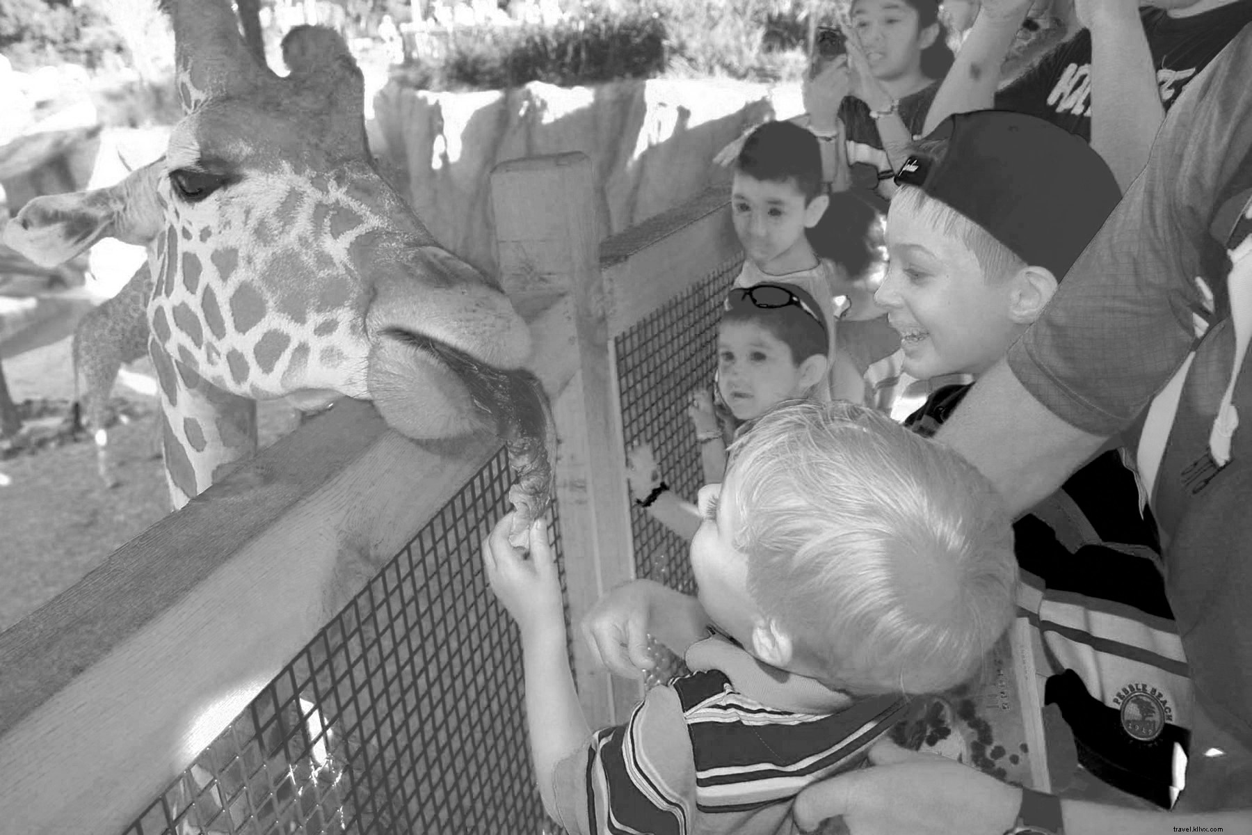 Explore Dallas  Summer Activities for Families