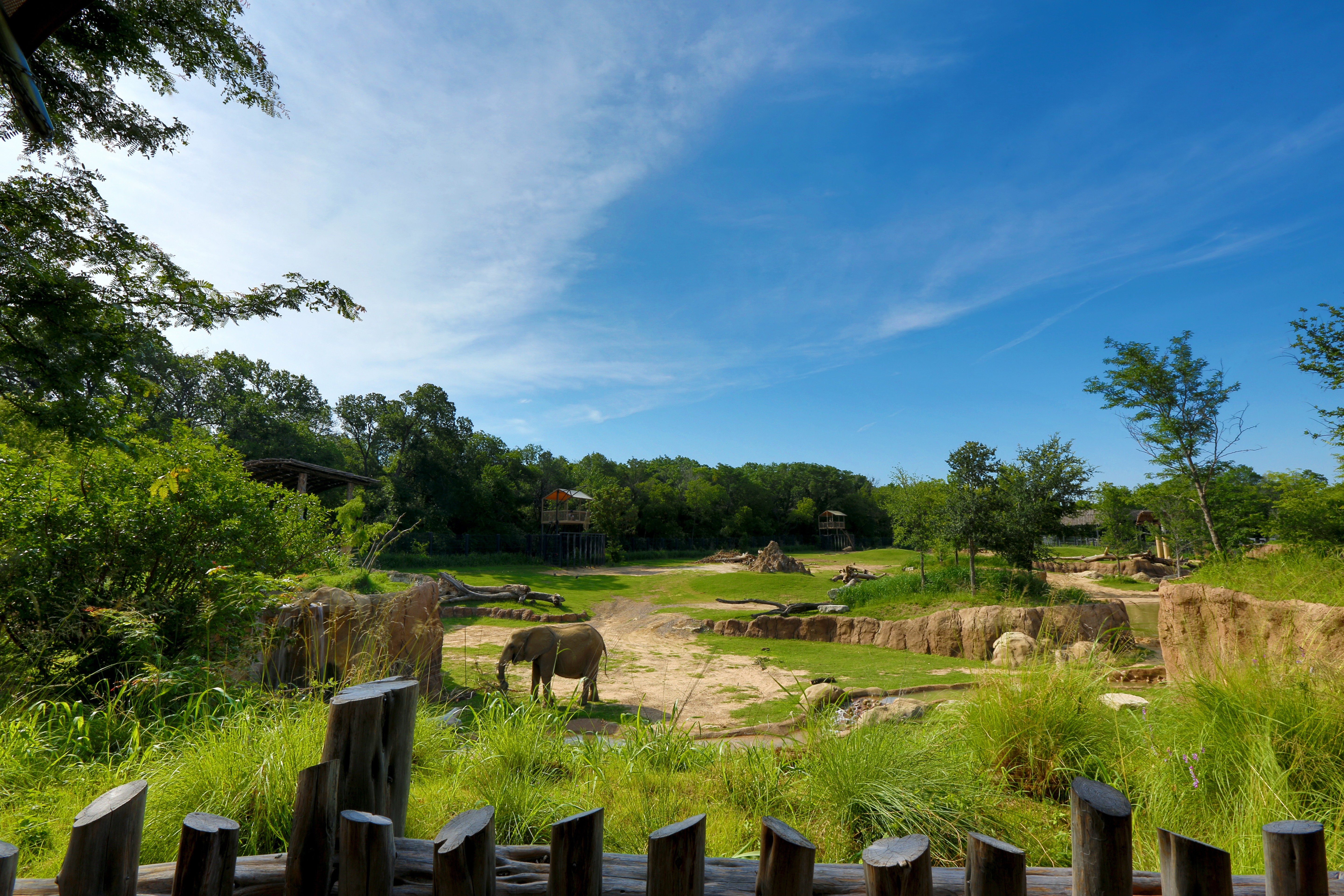 Explore Dallas Zoo: Your Personal Safari Adventure