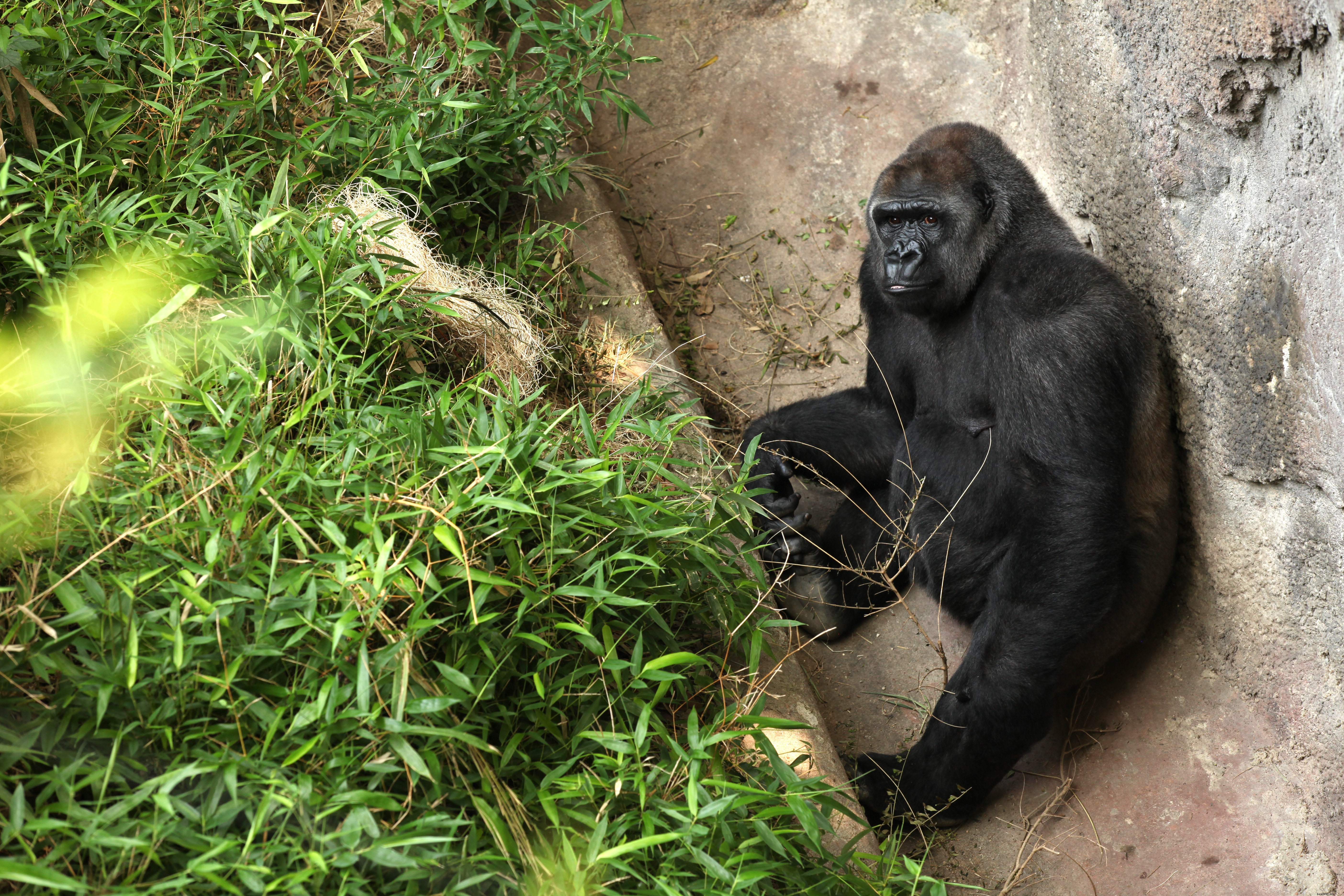 Explore Dallas Zoo: Your Personal Safari Adventure