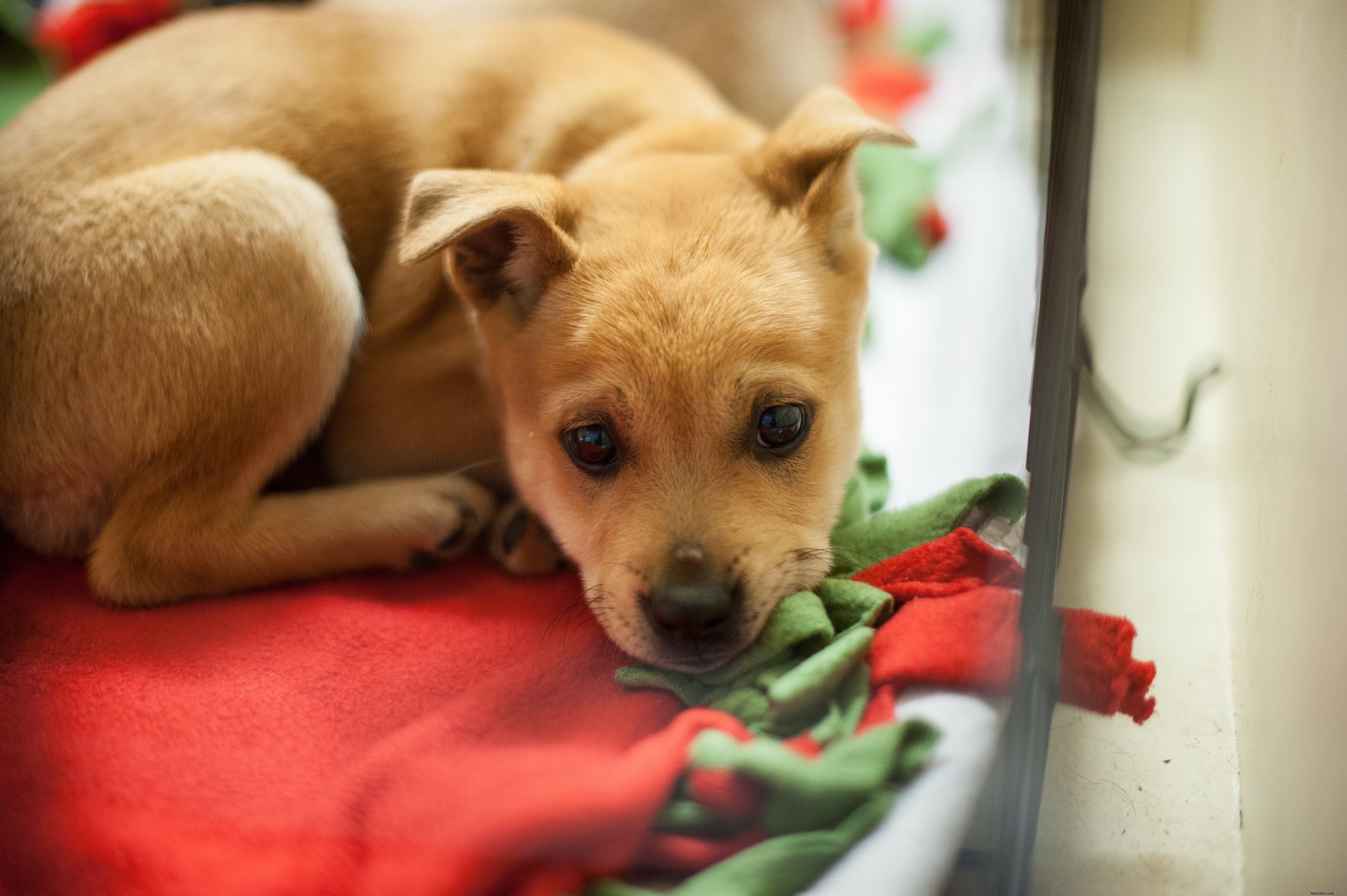 Celebrate the Holidays at NorthPark Center: Trains, Santa, and Giving Back