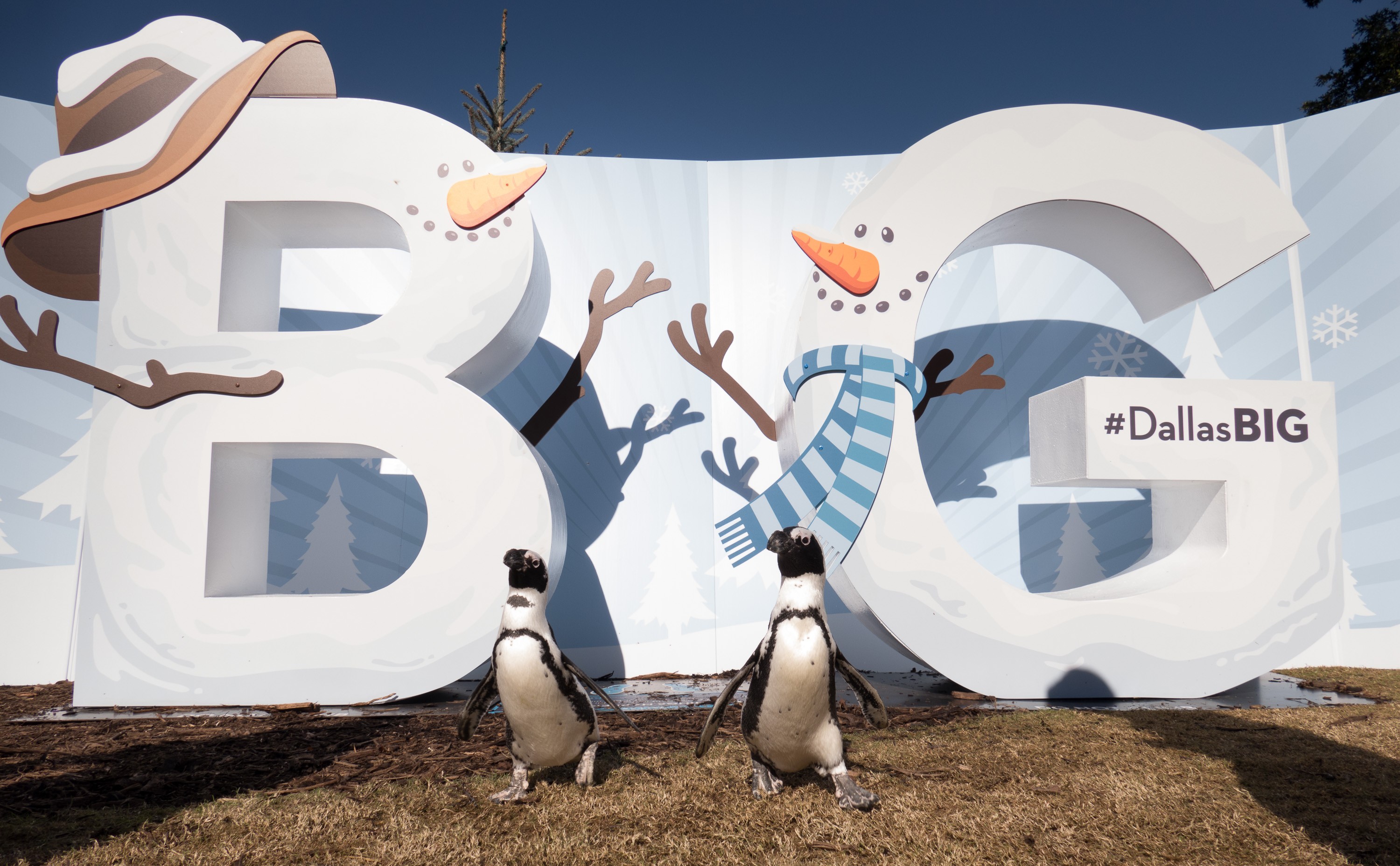 Discover Dallas  Holiday B&G Sets: Where to Capture the Best Photos