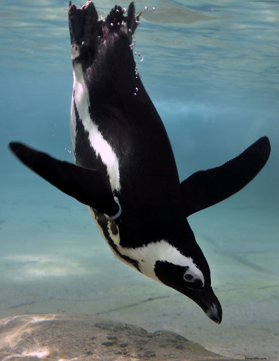 Dallas Holiday Host Guide: Top Family-Friendly Festivities & Events