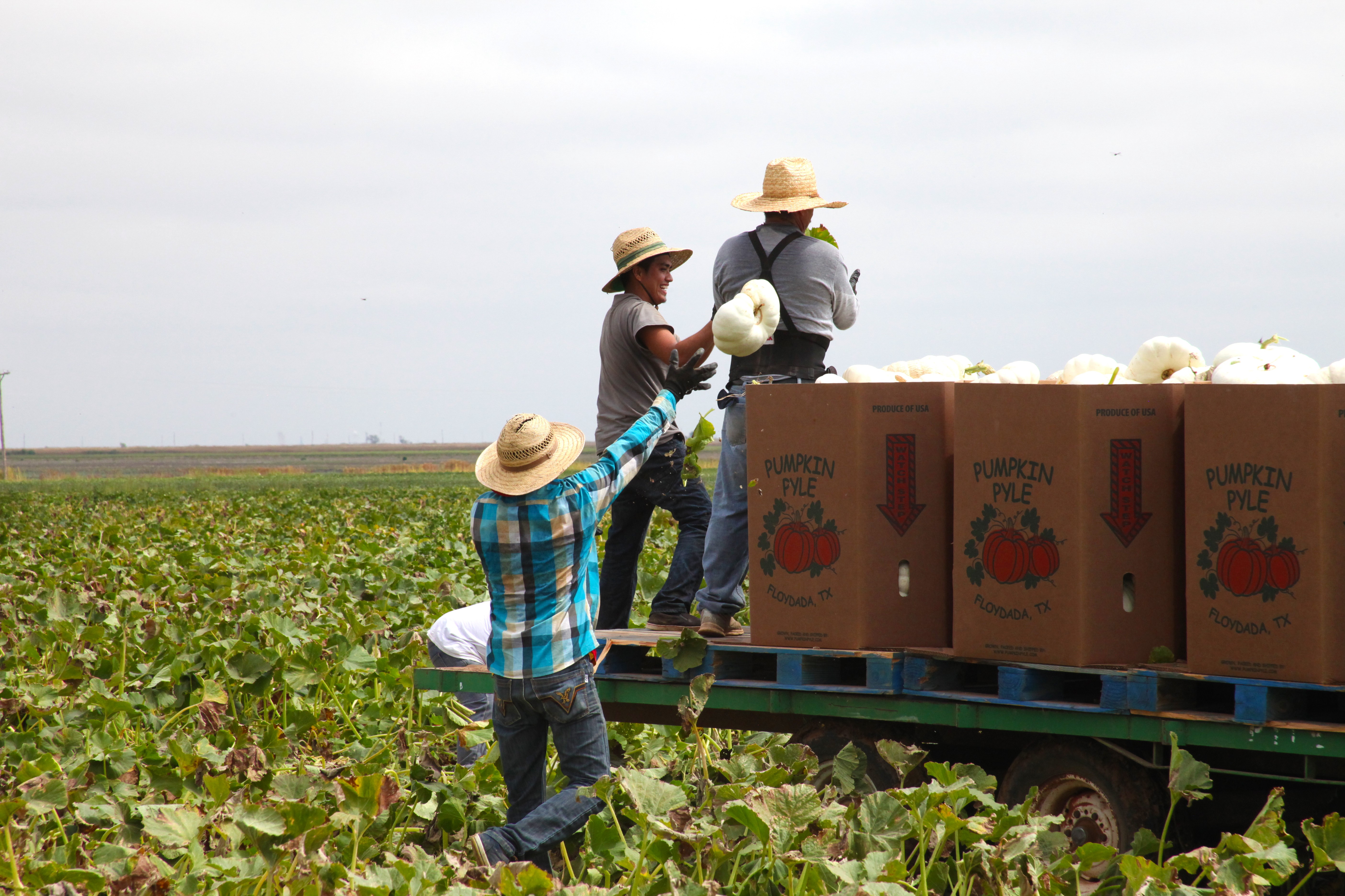 Dallas Arboretum’s Pumpkin Village: Inside the Art of the Pumpkin