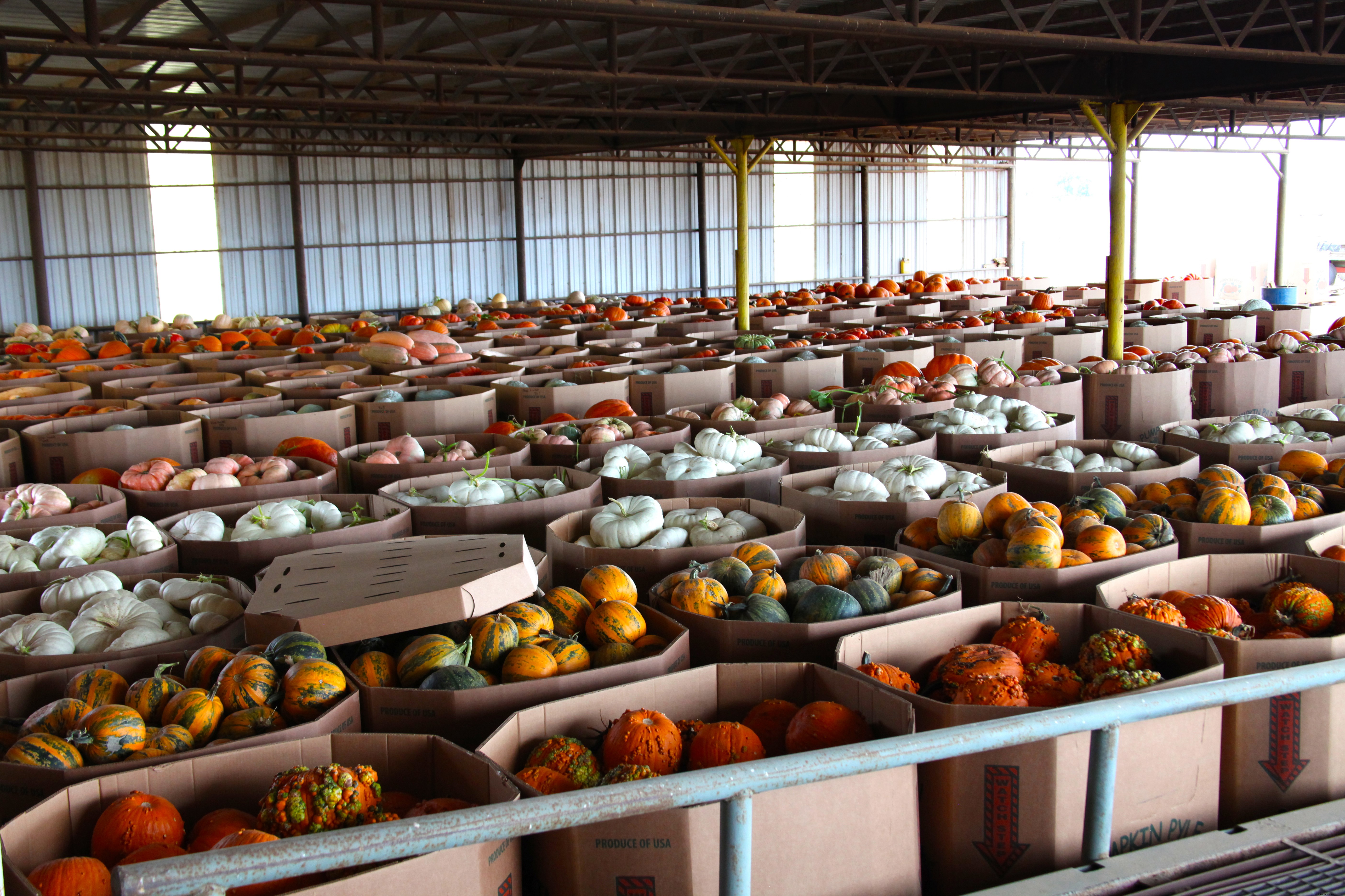 Dallas Arboretum’s Pumpkin Village: Inside the Art of the Pumpkin