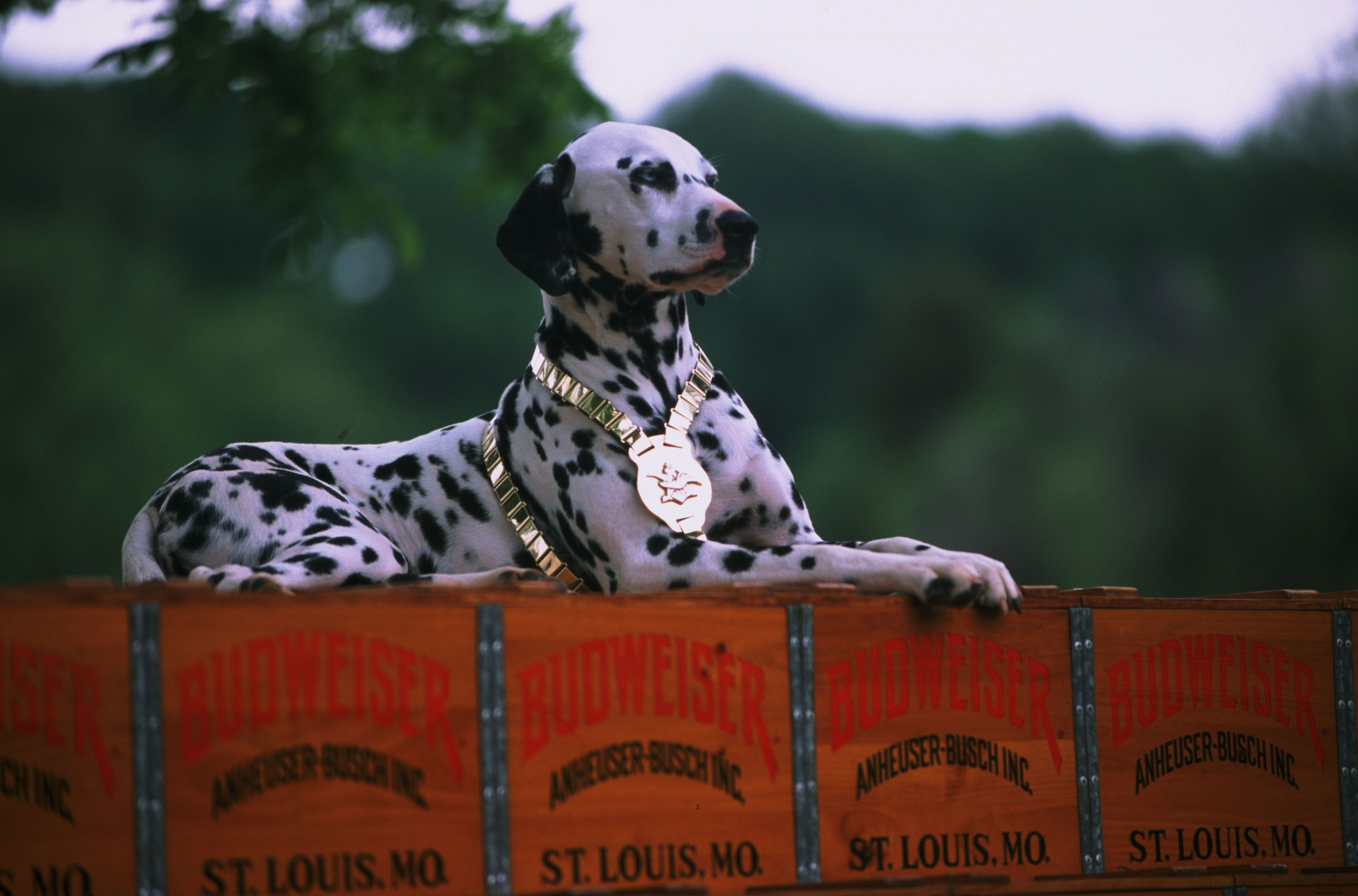 Budweiser Clydesdales Arrive at Texas State Fair—Meet the Majestic Horses