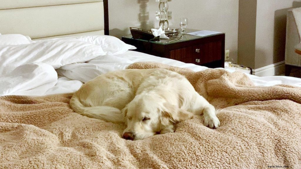 Top 10 U.S. Pet-Friendly Hotels & Resorts That Pamper Your Furry Companion