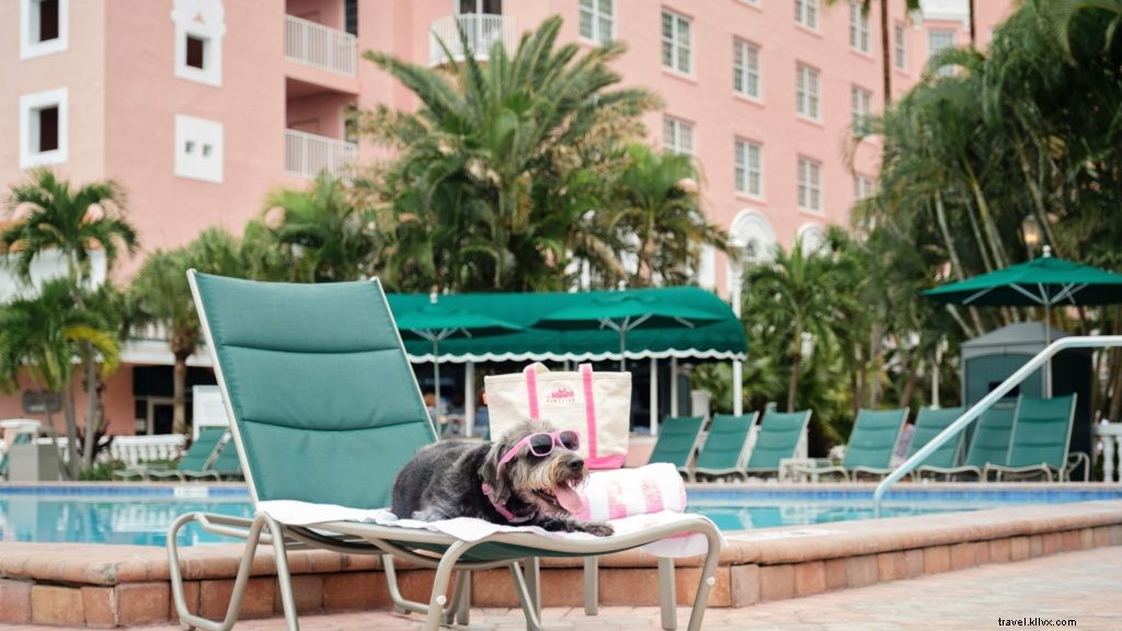 Top 10 U.S. Pet-Friendly Hotels & Resorts That Pamper Your Furry Companion