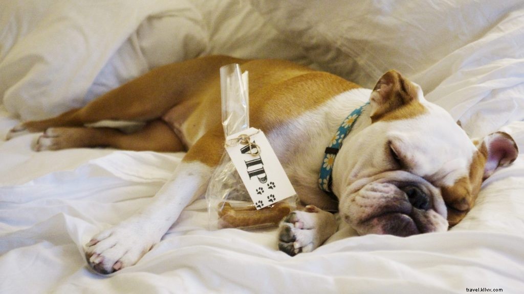 Top 10 U.S. Pet-Friendly Hotels & Resorts That Pamper Your Furry Companion