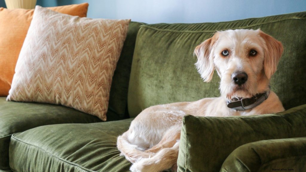 Top 10 U.S. Pet-Friendly Hotels & Resorts That Pamper Your Furry Companion