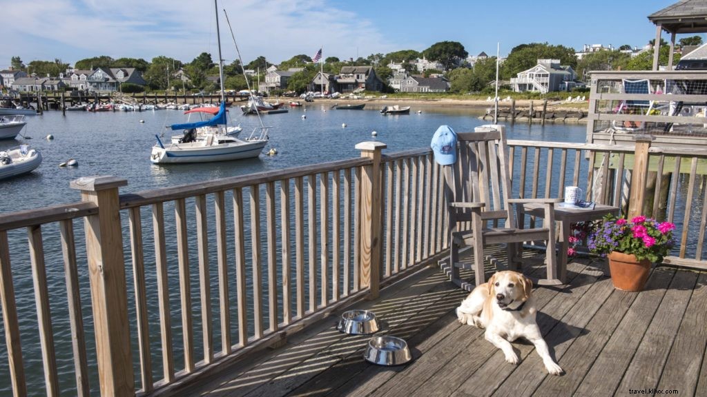 Top 10 U.S. Pet-Friendly Hotels & Resorts That Pamper Your Furry Companion