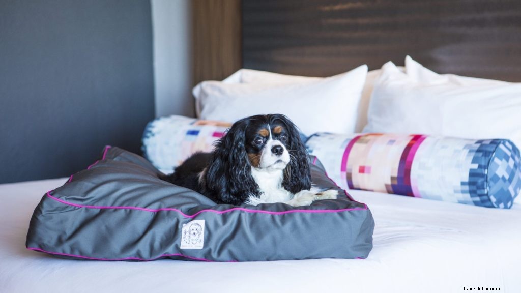 Top 10 U.S. Pet-Friendly Hotels & Resorts That Pamper Your Furry Companion