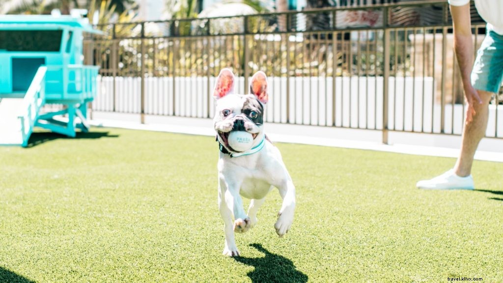 Top 10 U.S. Pet-Friendly Hotels & Resorts That Pamper Your Furry Companion