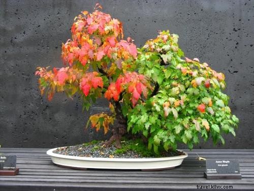 Explore Asheville’s Premier Gardens: From Historic Estates to Hidden Oasis