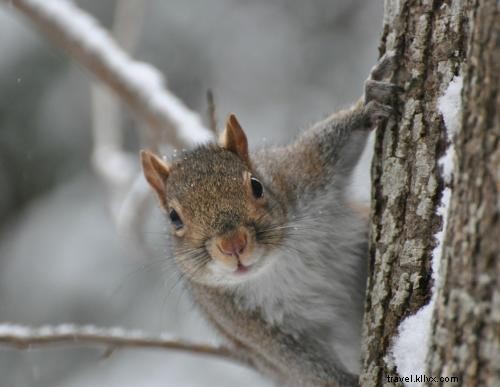 Explore DuPont State Recreational Forest: Waterfalls, Hiking, and Scenic Beauty
