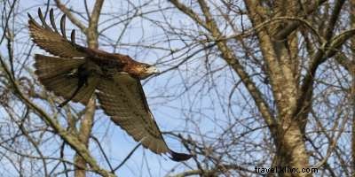 Fall Hawk Migration in Western North Carolina: A Birdwatcher s Guide