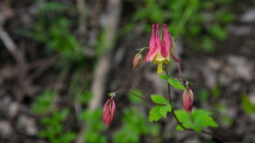 Explore Nebraska’s Wildflower Havens: 4 Must‑Visit State Parks