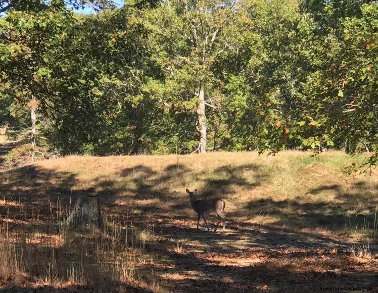 Royalty’s Fishing Camp & Marina: Premier Lakeside Destination in Harrodsburg, KY