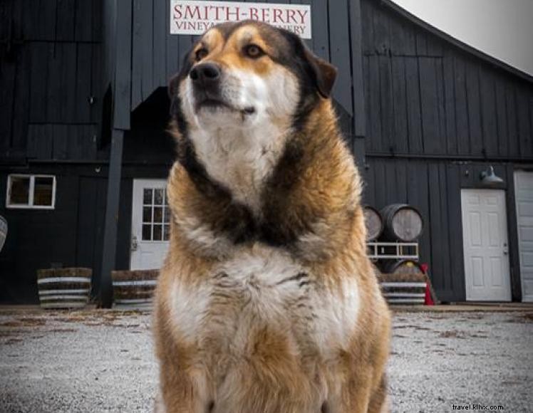 Smith-Berry Vineyard & Winery – Family‑Owned Kentucky Farm & Wine Destination