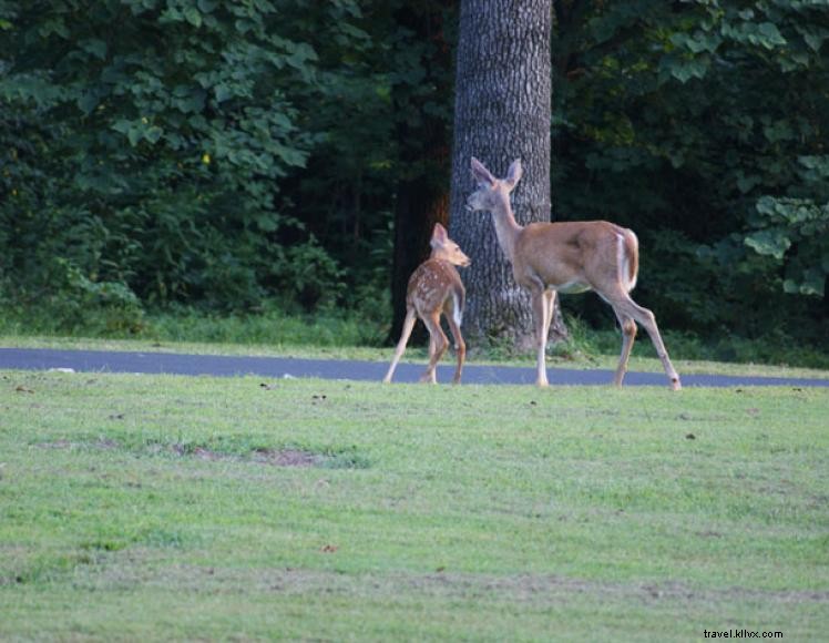 Serenity Hill Bed & Breakfast – Relaxing Hilltop Retreat Near Mammoth Cave
