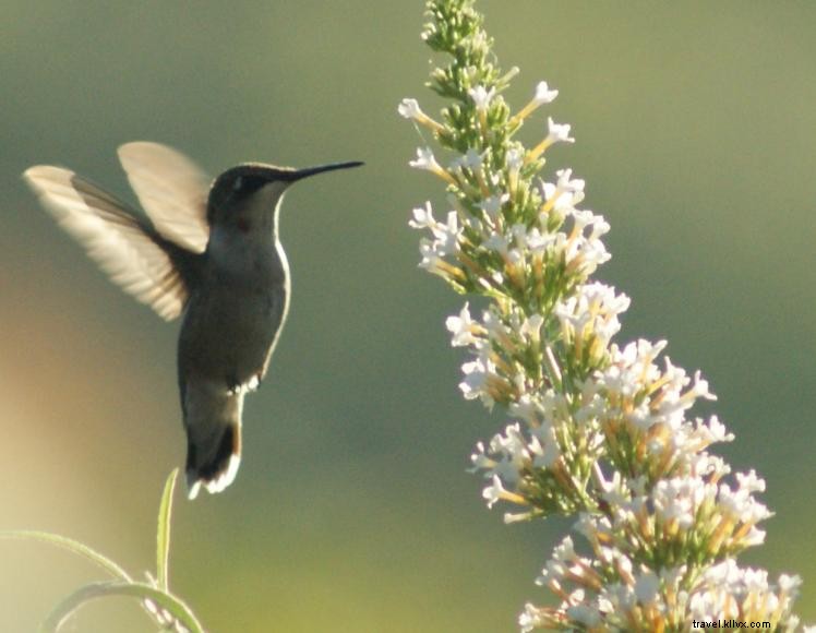 Serenity Hill Bed & Breakfast – Relaxing Hilltop Retreat Near Mammoth Cave