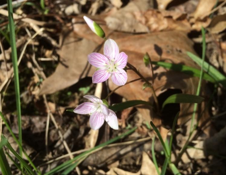 The Little Inn of Harlan – Historic Mountain Retreat in Kentucky